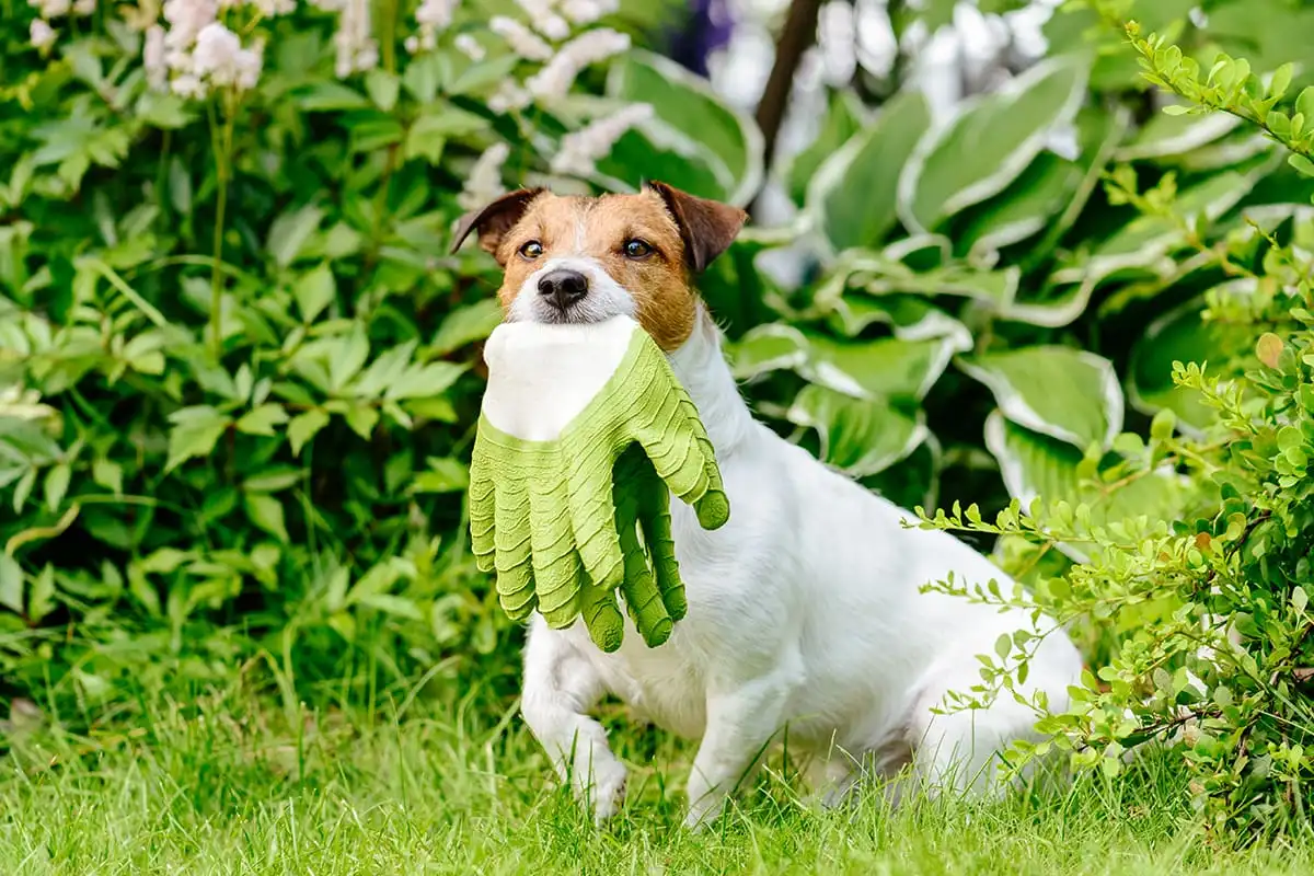 Ηelping your skills flourish in gardening using gloves